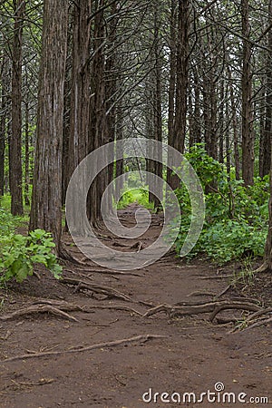 Pathway Through the Trees in the Parallel Forest, Whitchita Wildlife Refuge, Oklahoma Stock Photo