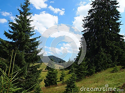 A pathway trough dense pine fores Stock Photo