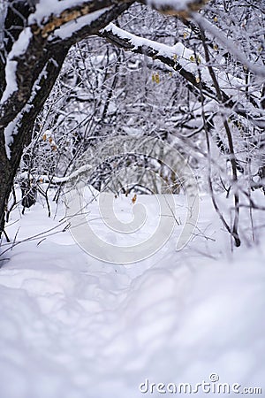 Pathway under snow and ice, winter forest Stock Photo