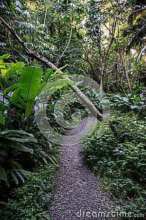 Pathways through a tropical garden Stock Photo