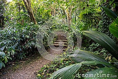 Pathways through a tropical garden Stock Photo