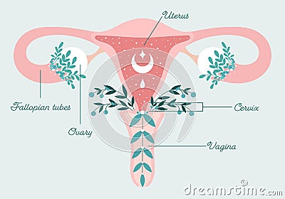 Patient-friendly floral scheme of Healthy uterus and ovarian. Women health, femininity symbol. Uterus in flowers Vector Illustration