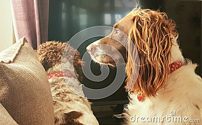 Patient pet dogs waiting for owner looking out of window Stock Photo