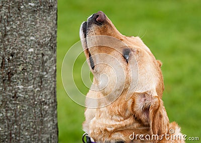 Patiently waiting to resume the chase Stock Photo