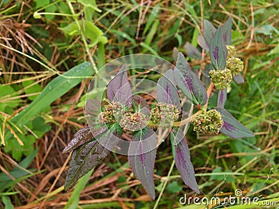 Patikan kebo is an erect terna with soft stems that usually grows on roadsides. Stock Photo