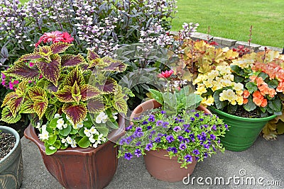 Patio of potted plants. Stock Photo