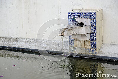 Patio with water pool and dove at Igreja de Sao Vicente de Fora Stock Photo