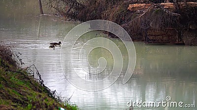 Patos flotando contaminados con agua química Concepto de problemas ambientales Patos flotando contaminados con agua química Concepto de problemas ambientales