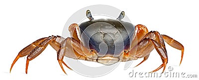 Patriot crab, Cardisoma armatum Stock Photo