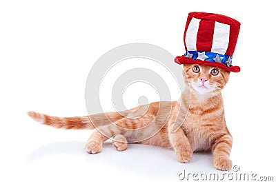 Patriotic Cat Stock Photo