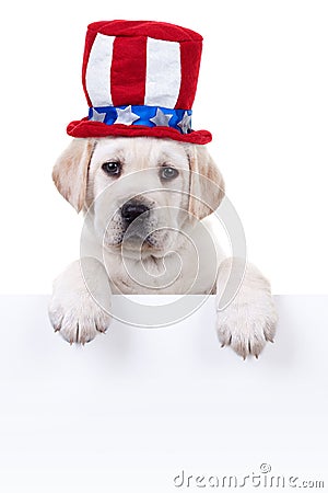 Patriotic Dog Sign Stock Photo