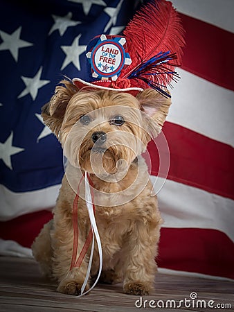 Patriotic Yorkie Dog with hat and Flag background, red white and blue Stock Photo