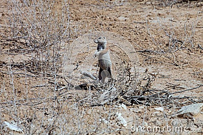Patrolling Striped Ground Squirrel, Xerus erythropus, Kalahari, Stock Photo