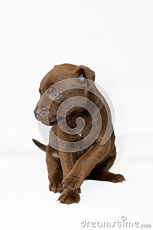 Patterdale puppy Stock Photo