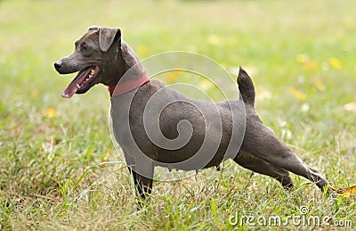 Patterdale Terrier Stock Photo