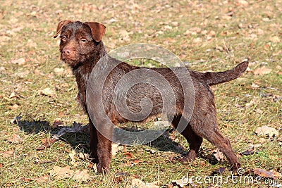 Patterdale Terrier dog in a autumn garden Stock Photo