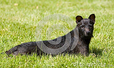 Patterdale Terrier laying in the grass Stock Photo