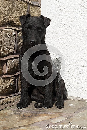 Patterdale Terrier Stock Photo