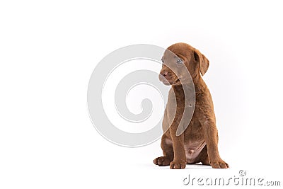 Patterdale terrier puppy Stock Photo