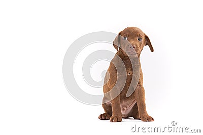 Patterdale terrier puppy Stock Photo