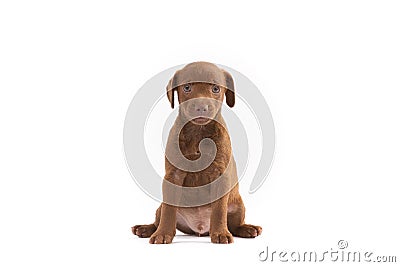 Patterdale terrier puppy Stock Photo