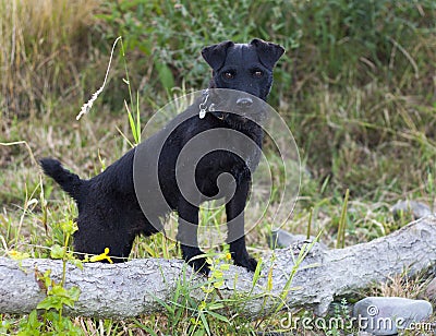 Patterdale Terrier Stock Photo