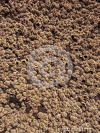 A Pattern of Acorn Barnacles on a Rock Stock Photo