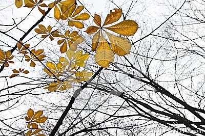 Pattern of chestnut leaves Stock Photo