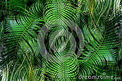 Pattern created in photoshop by overlaying palm tree ferns Stock Photo