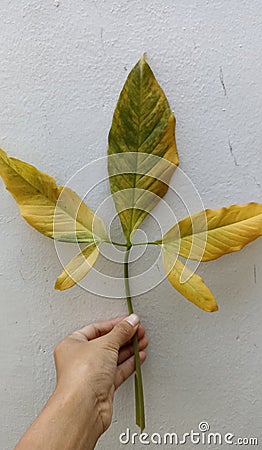 The pattern of a dead leaf of syngonium podophyllum, tropical vining ornamental plant in Indonesia, fast and easy to grow Stock Photo