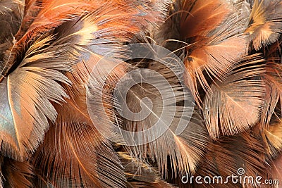 Pattern of feathers Stock Photo