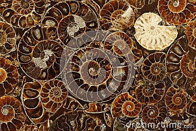 Pattern of fossilized Ammonites - ancient molluscs of the order cephalopods Stock Photo