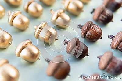 Pattern of golden and natural oak tree acorns on light green background Stock Photo