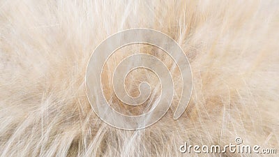 Pattern of grass blur shot and gold colors Stock Photo
