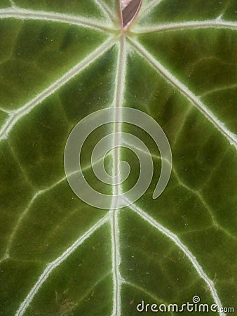 pattern on green broadleaf flowers in the garden Stock Photo