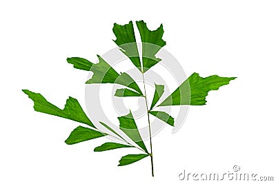 Pattern of green leaf plant Caryota urens,Fishtail Palm, Wart Fishtail Palm,Caryota mitis Lour on white background.Saved with Stock Photo