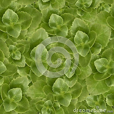 Pattern with green leaves Stock Photo