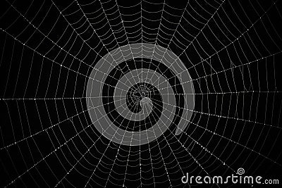 Pattern insect trap spider macro dew web nature closeup detail background thread net Stock Photo