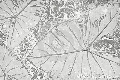 Pattern of leaf stamped on gray concrete pavement for decorate walkways in the garden Stock Photo