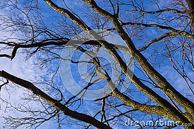 Pattern of leafless tree branches with blue sky and lite white clouds in background Stock Photo