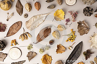 Pattern made of acorn, cone, dried leaves on pastel background Stock Photo