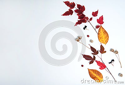 The pattern is made of colorful leaves, black and red berries, wild grass seeds on a white background. Stock Photo