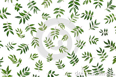 Pattern made of green leaves isolated on white background. lay flat, top view Stock Photo