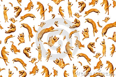 Pattern of many ginger flying jumping, dance funny cats isolated on a white background, set collage Stock Photo