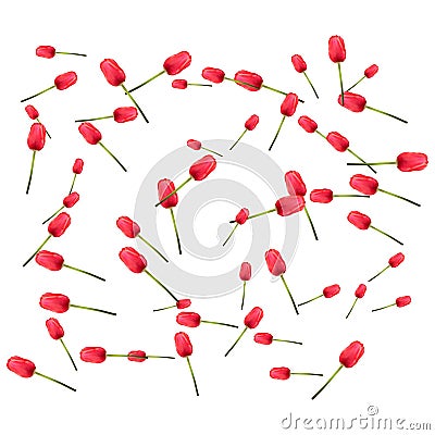 Pattern of many red tulips on a white background. The concept of the arrival of spring, Easter. Universal holiday Vector Illustration