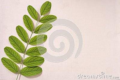 Pattern of one branch of acacia foliage on a pastel pink background. Creative layout. Stock Photo