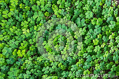 Pattern of oxalis corymbosa field Stock Photo