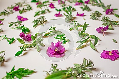 Pattern of pink flowers, petals, leaves on a pink background. Flat lay, top view Stock Photo