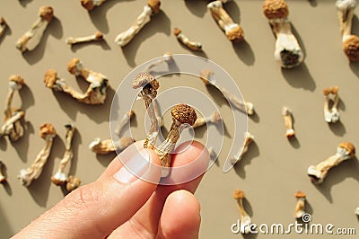 Pattern of psilocybin mushrooms on brown background. Psychedelic magic Golden Teacher mushrooms. Stock Photo