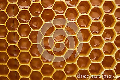 Pattern of a section of wax honeycomb from a bee hive filled with golden honey. Background texture Stock Photo